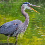 Great Blue Heron wades in a lake looking for a fish dinner.