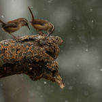 Checking out a rotted branch for any morsels of food, these two wrens are oblivious to the snow.