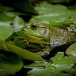 Bullfrogs are a common sight and their sound marks the arrival of mating season in ponds across Tennessee.
