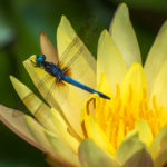 A delightful photo of a blue dragonfly bedazzling a yellow lotus flower.