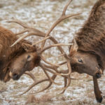 Dueling bull elks.