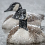 An up close and personal look at a pair of Canadian geese in a snowstorm is an unusual treat.