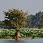 Summer time at Reelfoot Lake in Northwest Tennessee reveals a nest of ospreys in a cypress tree in the middle of this lotus covered shallow lake.