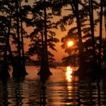 This photo is taken from a boat through cypress trees as the sun sinks to the horizon in vivid majesty.