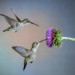 Two hummingbirds are better than one as they share a purple thistle flower.