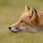 A beautiful red fox is stalking its next meal. Is it successful?