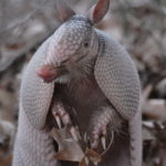 This armadillo king in his armor pauses for a moment as he forages on the forest floor.