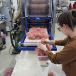 Processing dyed alpaca fiber at mill